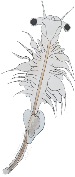 Artemia salina