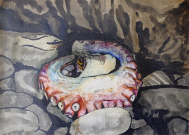Octopus