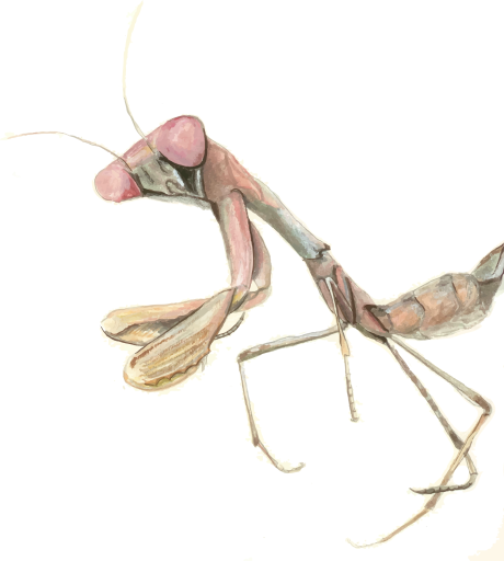 Phasmid